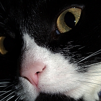 Sally closeup1.jpg
