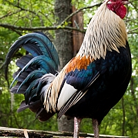 _4155090.jpg