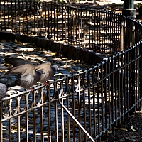 pigeons.jpg