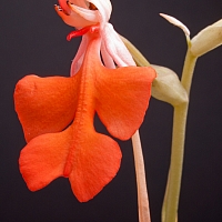 _C018537.jpg