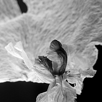 _C048612.jpg