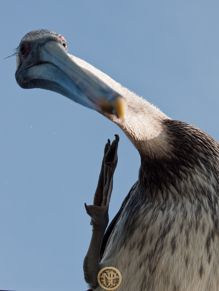 Scratching Pelican