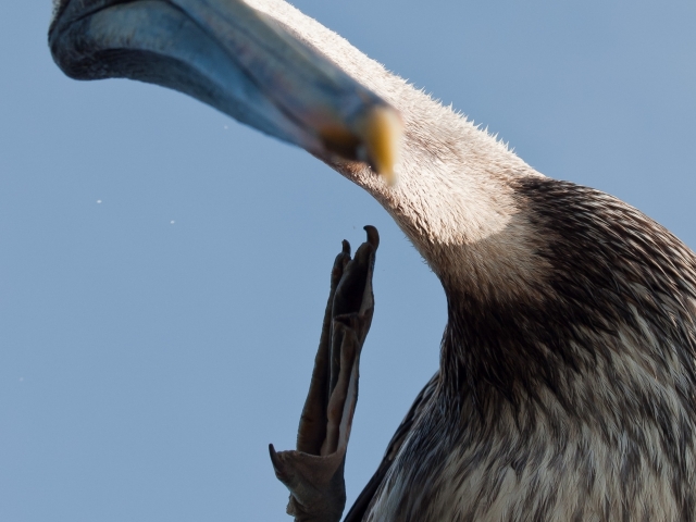 Scratching Pelican
