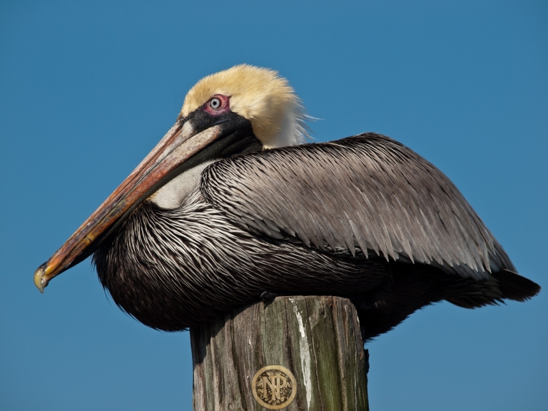 Pelican on Piling