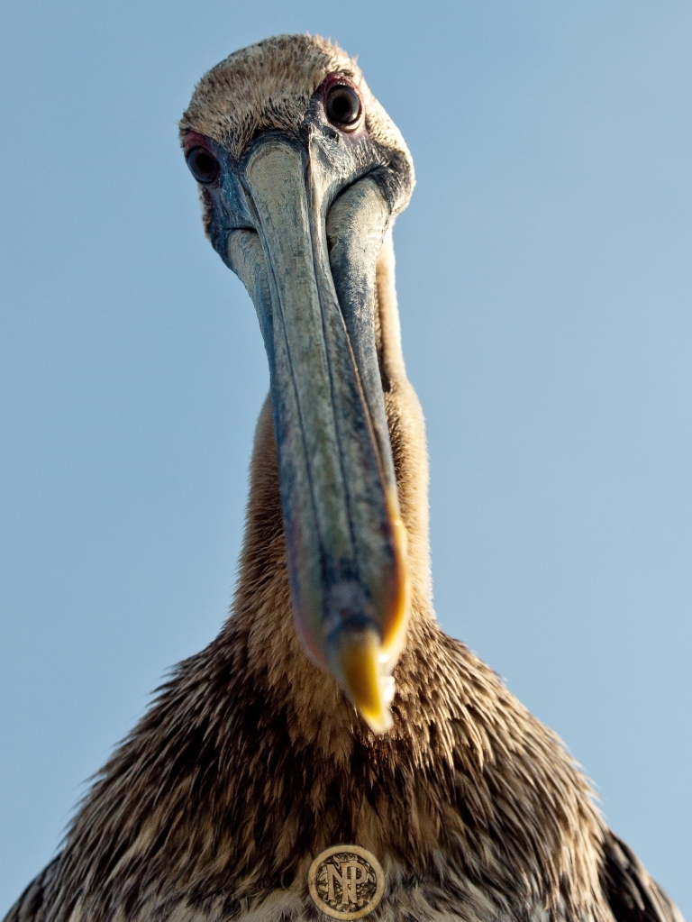 Pelican Looking Down 2