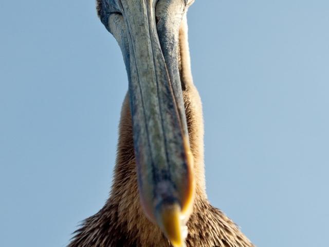 Pelican Looking Down 2