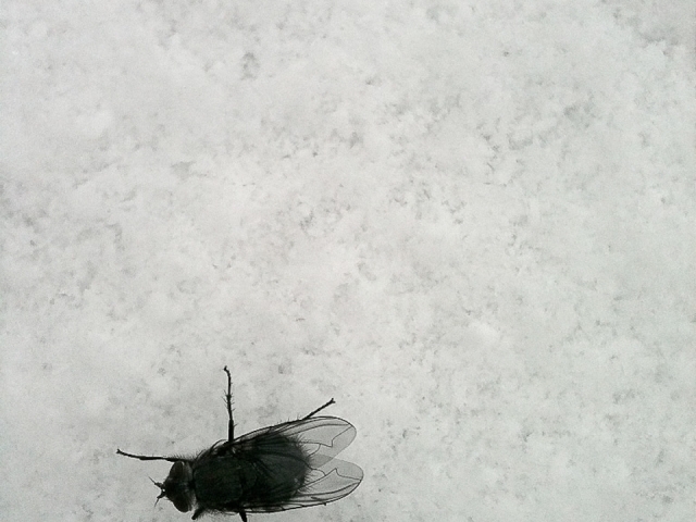 Fly on Snow