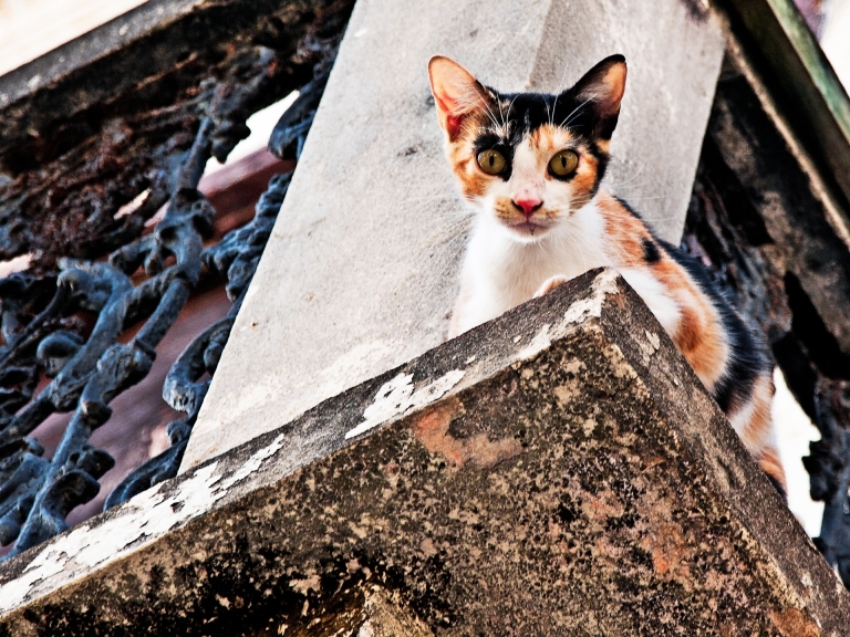 Cat on Balcony