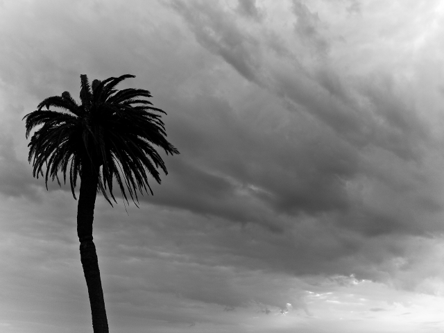 Plam Tree in Storm – Montevideo, Uruguay