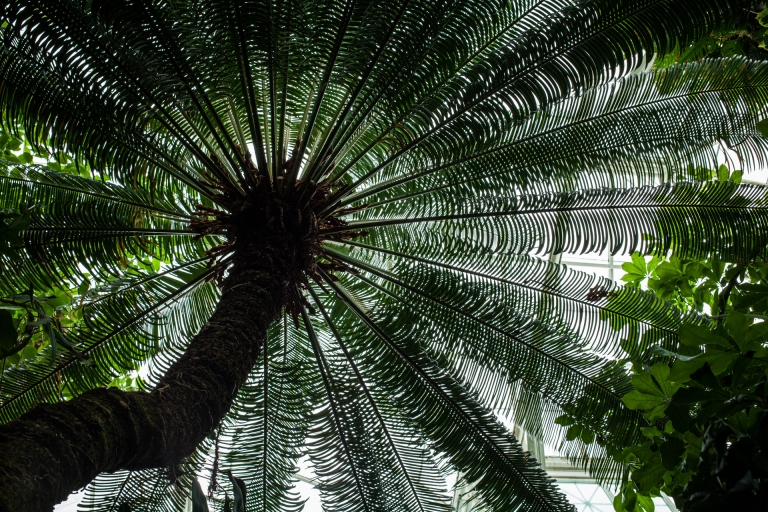 NY Botanical Gardens – Palm