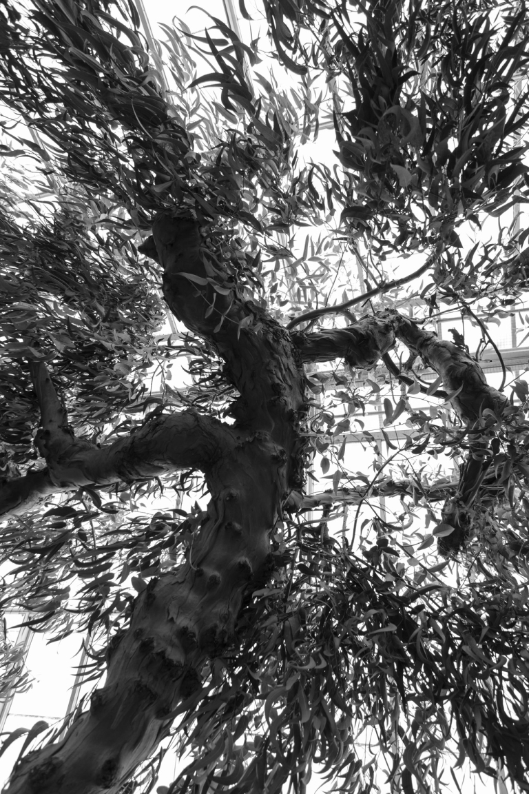 NY Botanical Gardens – Eucalyptus